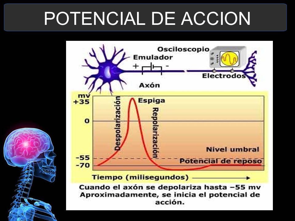POTENCIAL DE ACCION