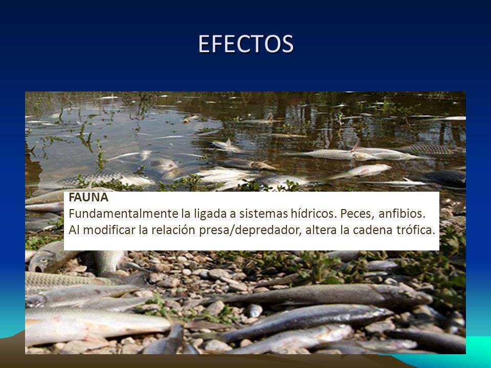 EFECTOS FAUNA. Fundamentalmente la ligada a sistemas hídricos. Peces, anfibios.