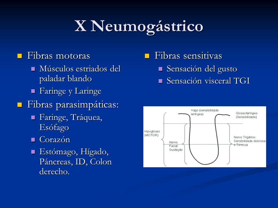 X Neumogástrico Fibras motoras Fibras parasimpáticas: