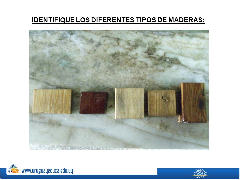 IDENTIFIQUE LOS DIFERENTES TIPOS DE MADERAS: