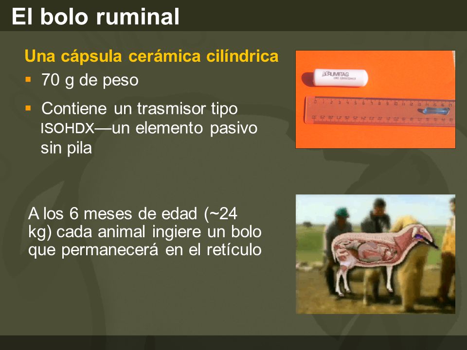 El bolo ruminal Una cápsula cerámica cilíndrica 70 g de peso
