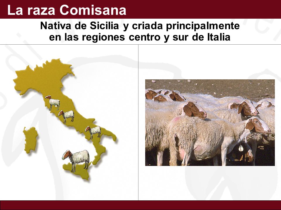 La raza Comisana Nativa de Sicilia y criada principalmente en las regiones centro y sur de Italia.
