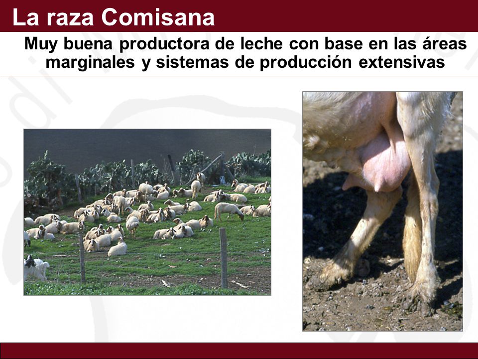 La raza Comisana Muy buena productora de leche con base en las áreas marginales y sistemas de producción extensivas.