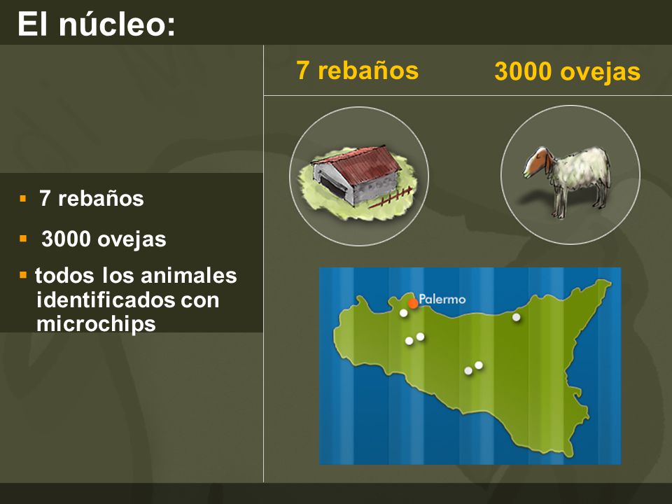 El núcleo: 7 rebaños 3000 ovejas 3000 ovejas todos los animales