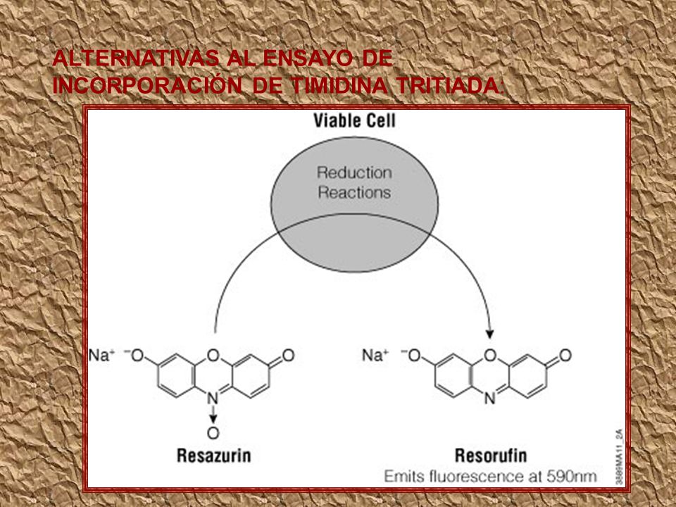 ALTERNATIVAS AL ENSAYO DE INCORPORACIÓN DE TIMIDINA TRITIADA: