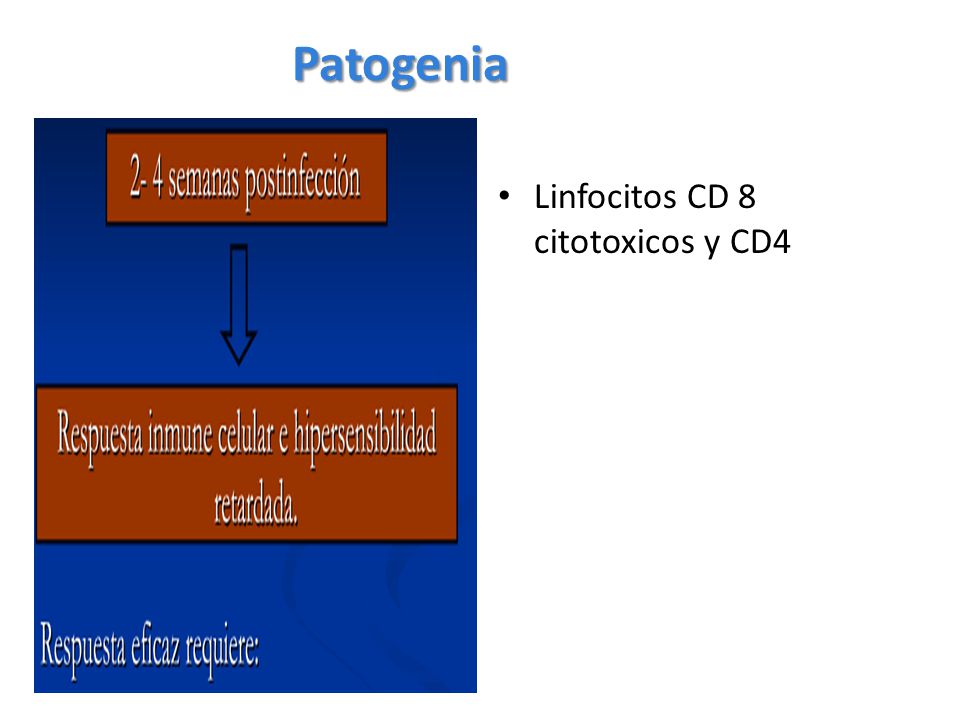 Patogenia Linfocitos CD 8 citotoxicos y CD4