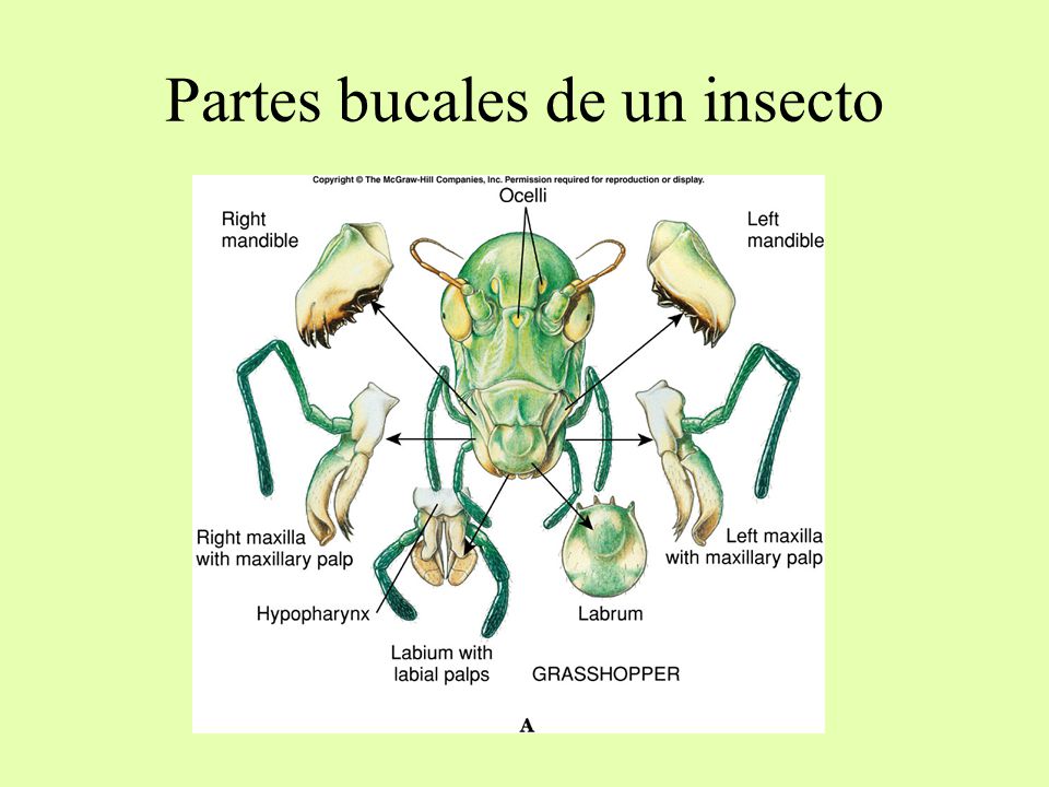 Partes bucales de un insecto