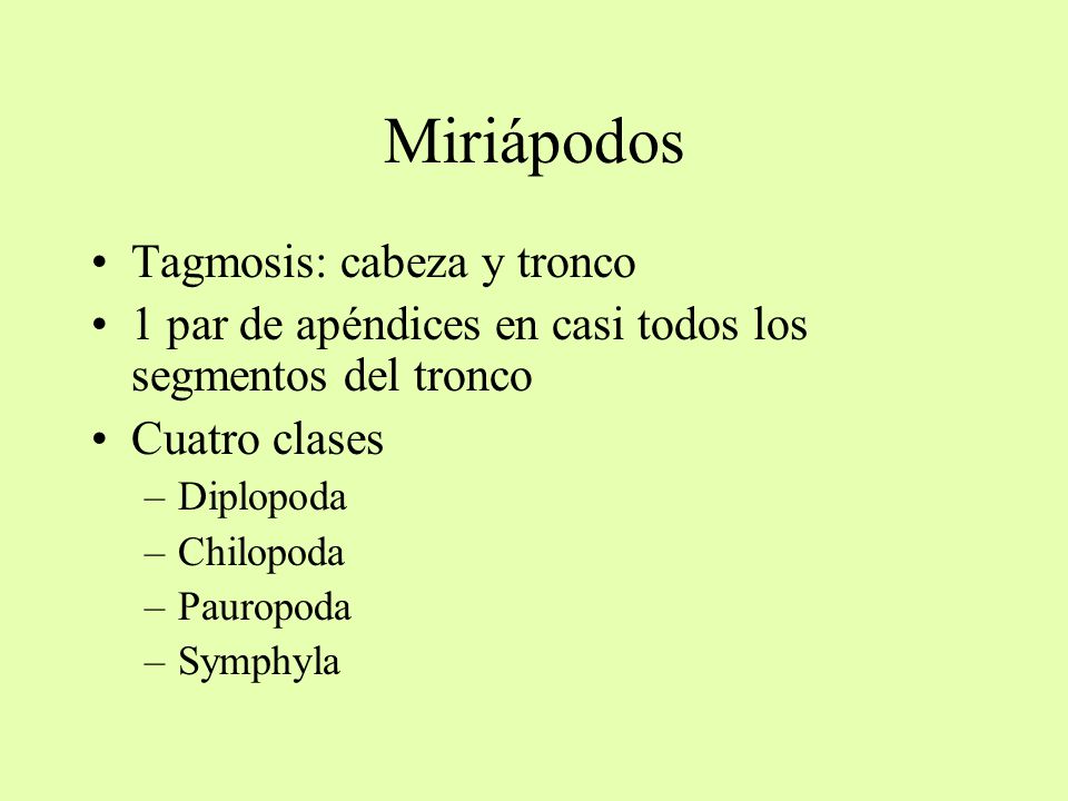 Miriápodos Tagmosis: cabeza y tronco