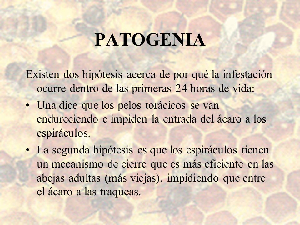 PATOGENIA Existen dos hipótesis acerca de por qué la infestación ocurre dentro de las primeras 24 horas de vida: