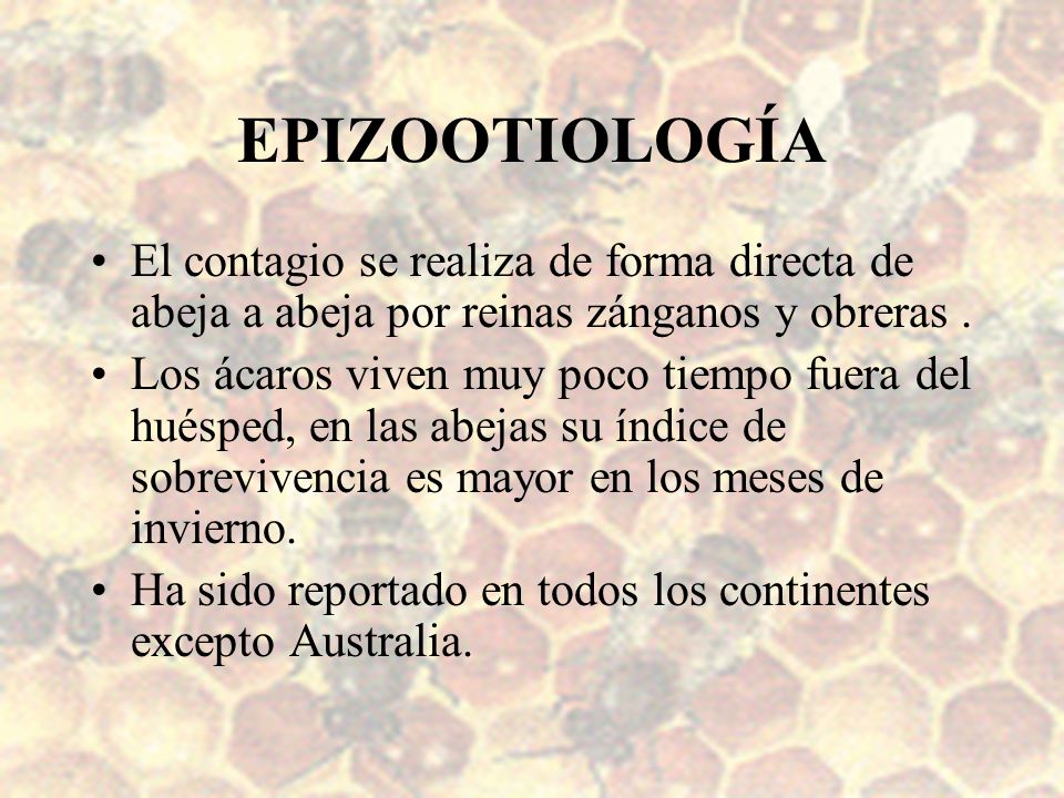 EPIZOOTIOLOGÍA El contagio se realiza de forma directa de abeja a abeja por reinas zánganos y obreras .