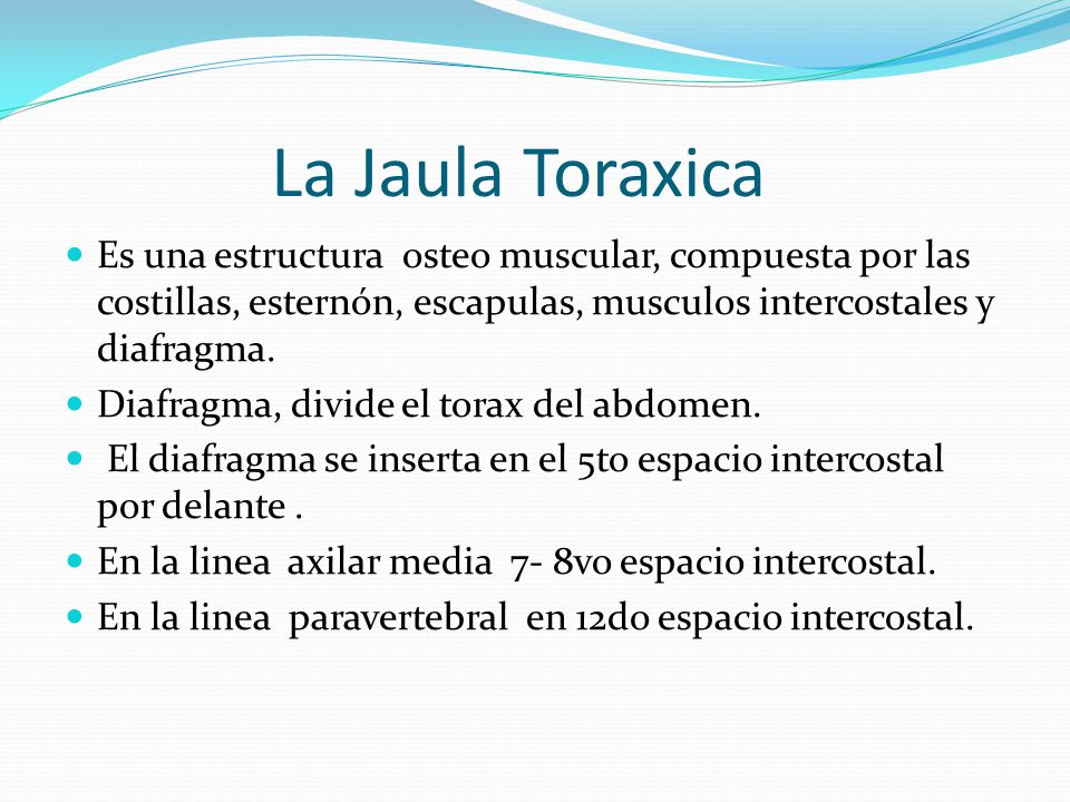 La Jaula Toraxica Es una estructura osteo muscular, compuesta por las costillas, esternón, escapulas, musculos intercostales y diafragma.