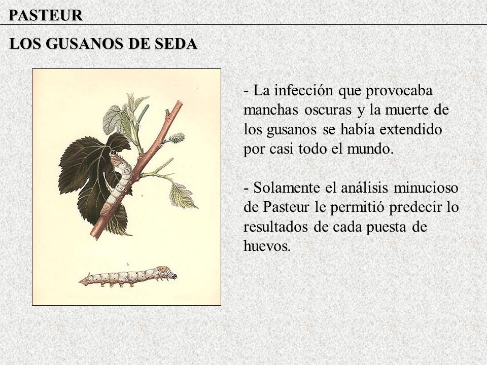 PASTEUR LOS GUSANOS DE SEDA. - La infección que provocaba manchas oscuras y la muerte de los gusanos se había extendido por casi todo el mundo.
