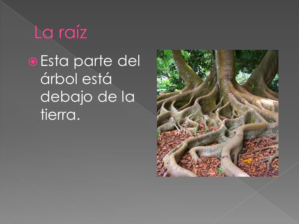 La raíz Esta parte del árbol está debajo de la tierra.