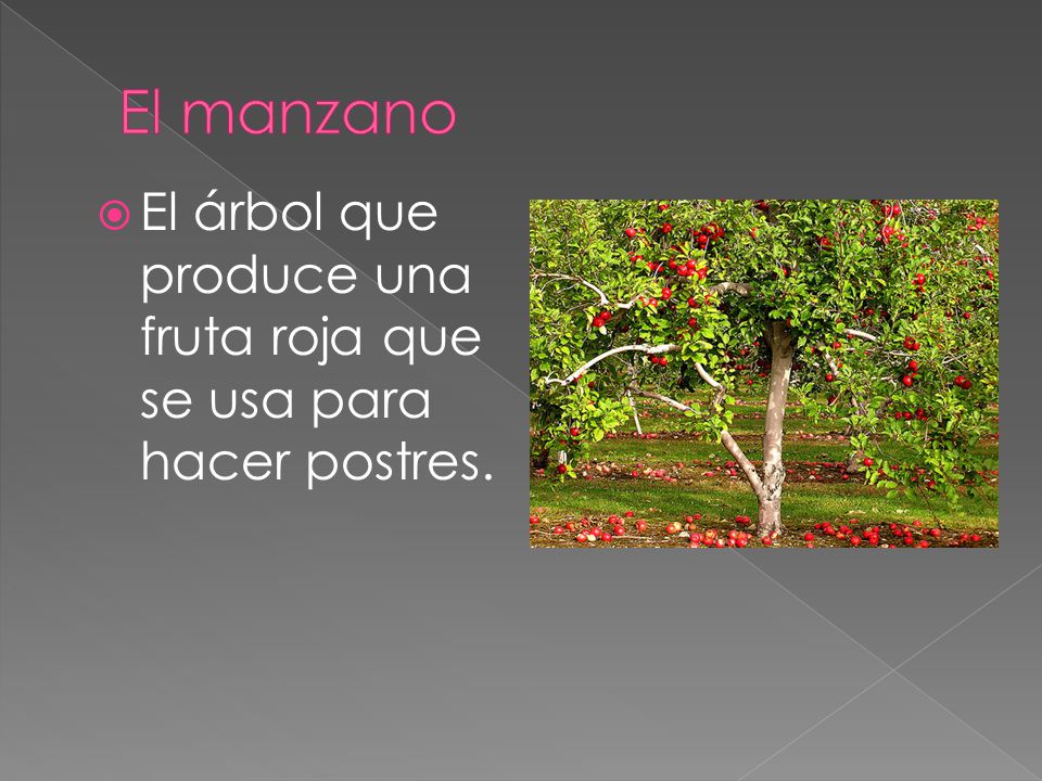 El manzano El árbol que produce una fruta roja que se usa para hacer postres.