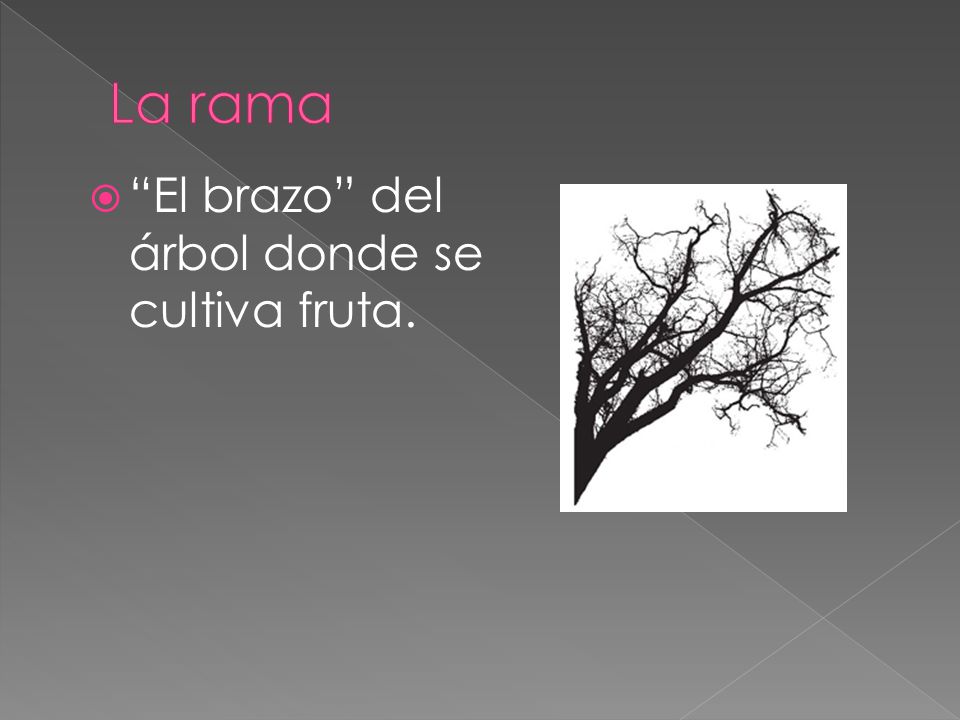 La rama El brazo del árbol donde se cultiva fruta.