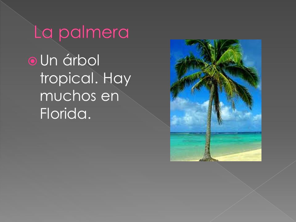 La palmera Un árbol tropical. Hay muchos en Florida.