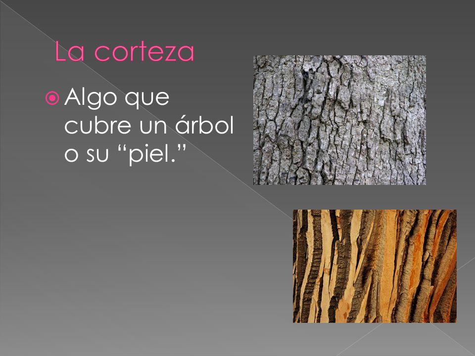 La corteza Algo que cubre un árbol o su piel.