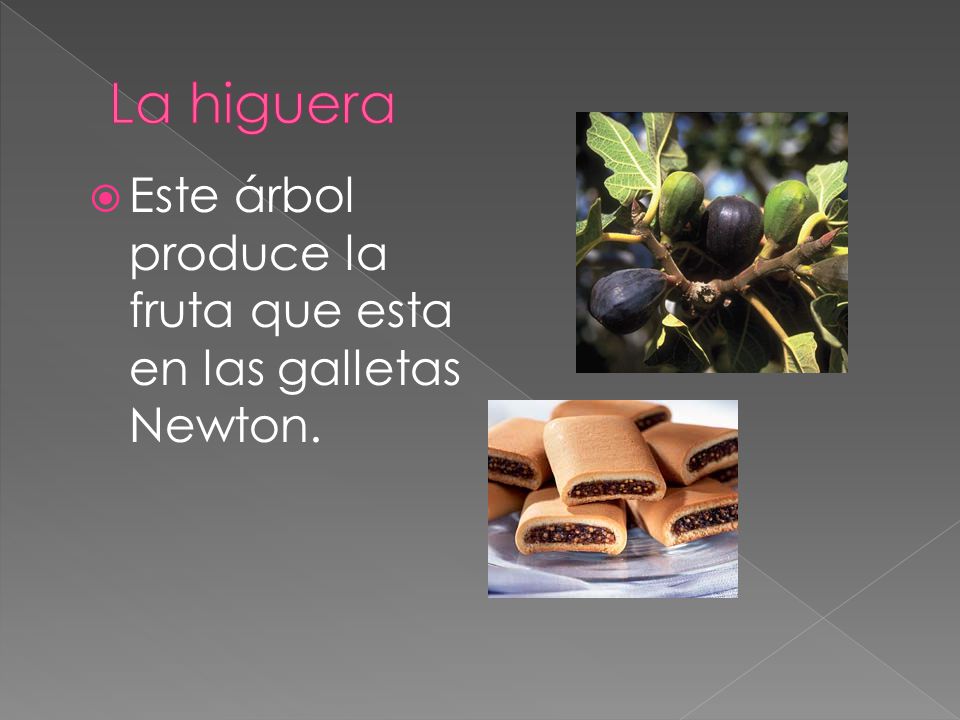 La higuera Este árbol produce la fruta que esta en las galletas Newton.
