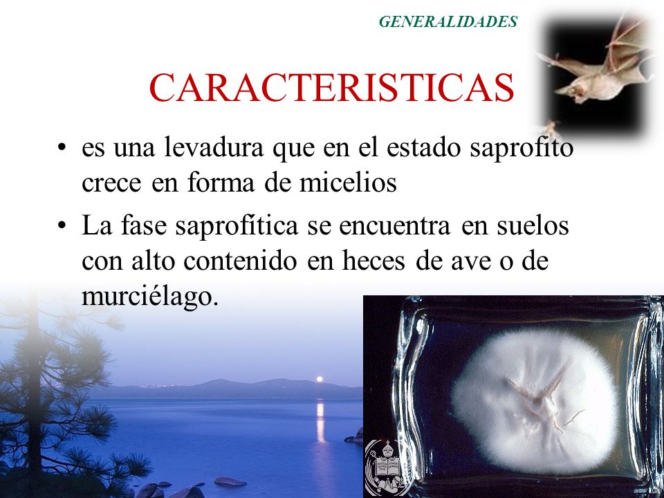 GENERALIDADES CARACTERISTICAS. es una levadura que en el estado saprofito crece en forma de micelios.