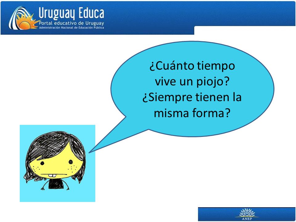 ¿Cuánto tiempo vive un piojo ¿Siempre tienen la misma forma