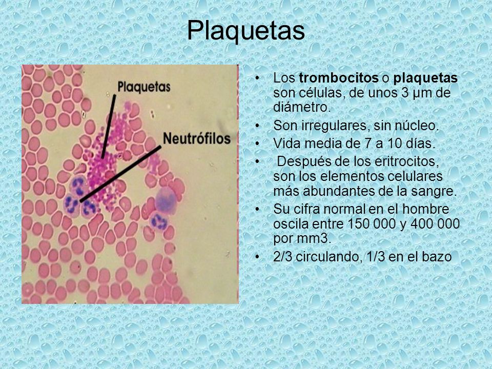 Leer domingo artillería Función de las plaquetas en la hemostasia - ppt descargar