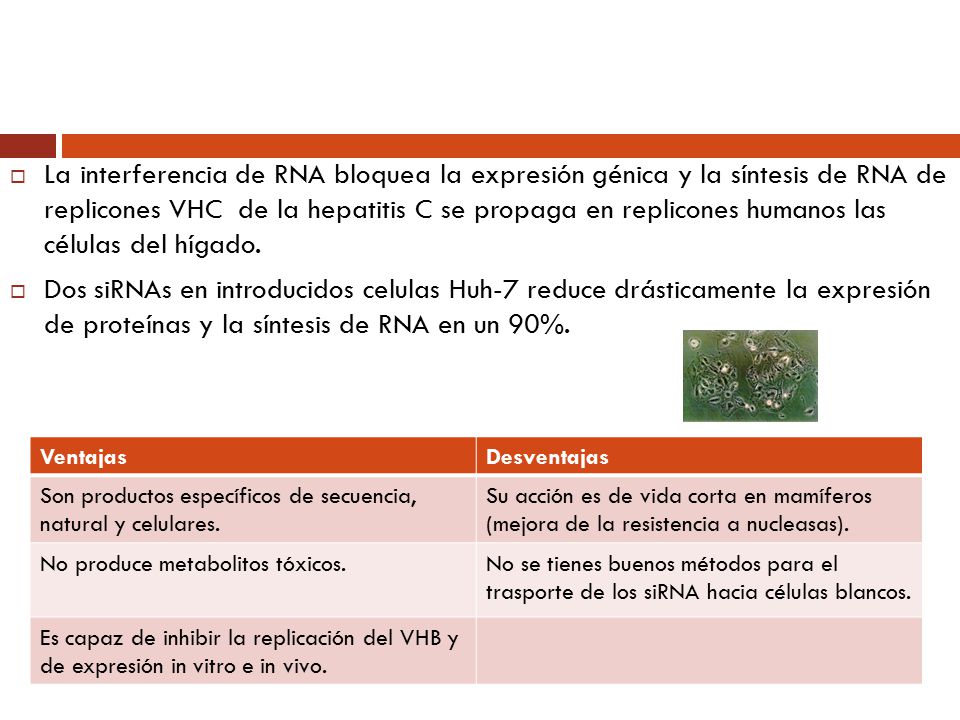 La interferencia de RNA bloquea la expresión génica y la síntesis de RNA de replicones VHC de la hepatitis C se propaga en replicones humanos las células del hígado.
