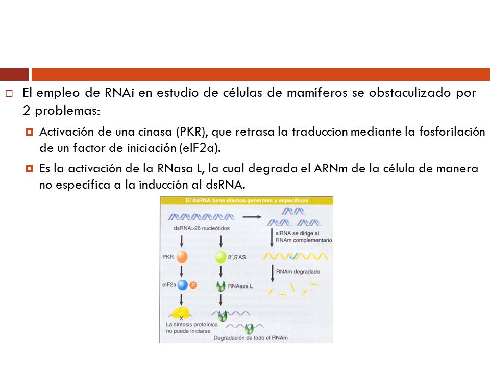 El empleo de RNAi en estudio de células de mamíferos se obstaculizado por 2 problemas: