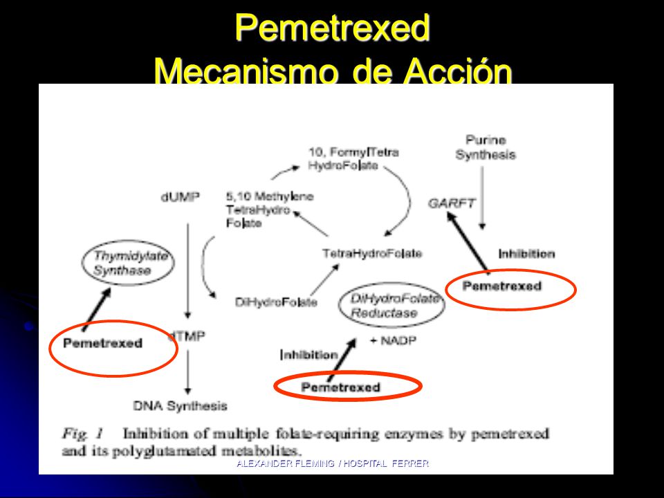 Pemetrexed Mecanismo de Acción