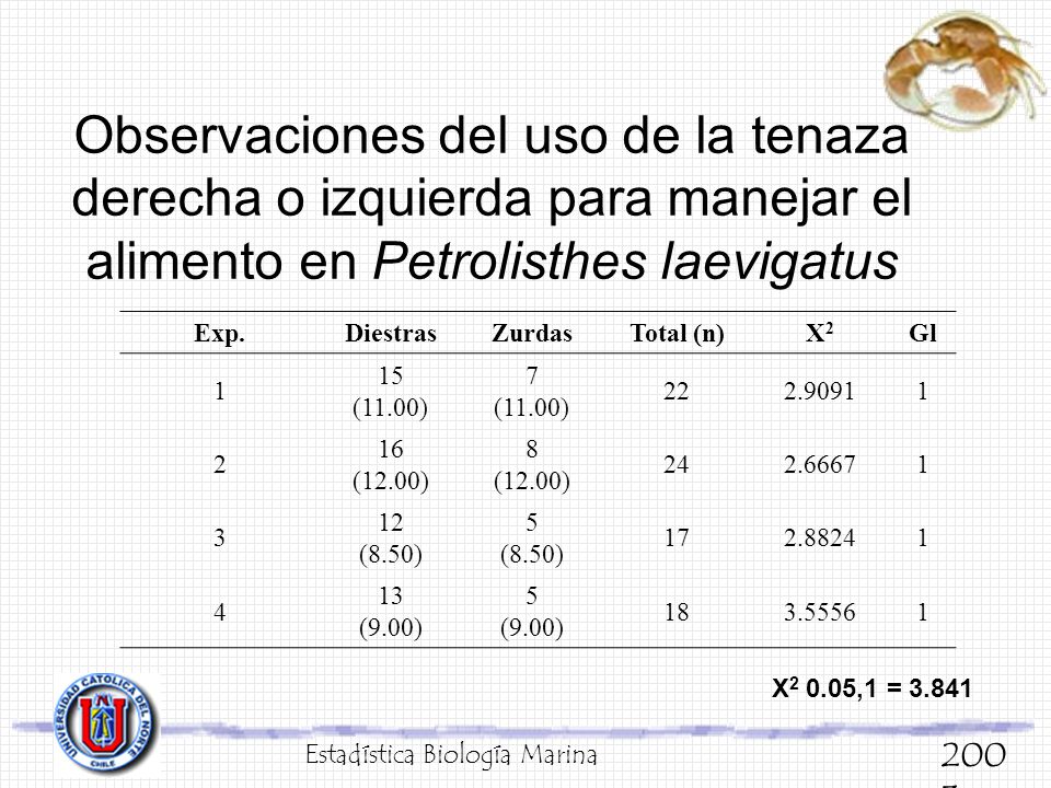 Observaciones del uso de la tenaza derecha o izquierda para manejar el alimento en Petrolisthes laevigatus
