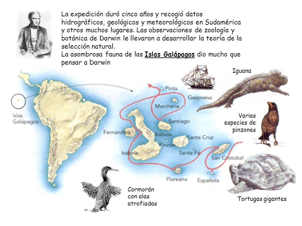 La expedición duró cinco años y recogió datos hidrográficos, geológicos y meteorológicos en Sudamérica y otros muchos lugares. Las observaciones de zoología y botánica de Darwin le llevaron a desarrollar la teoría de la selección natural. La asombrosa fauna de las Islas Galápagos dio mucho que pensar a Darwin