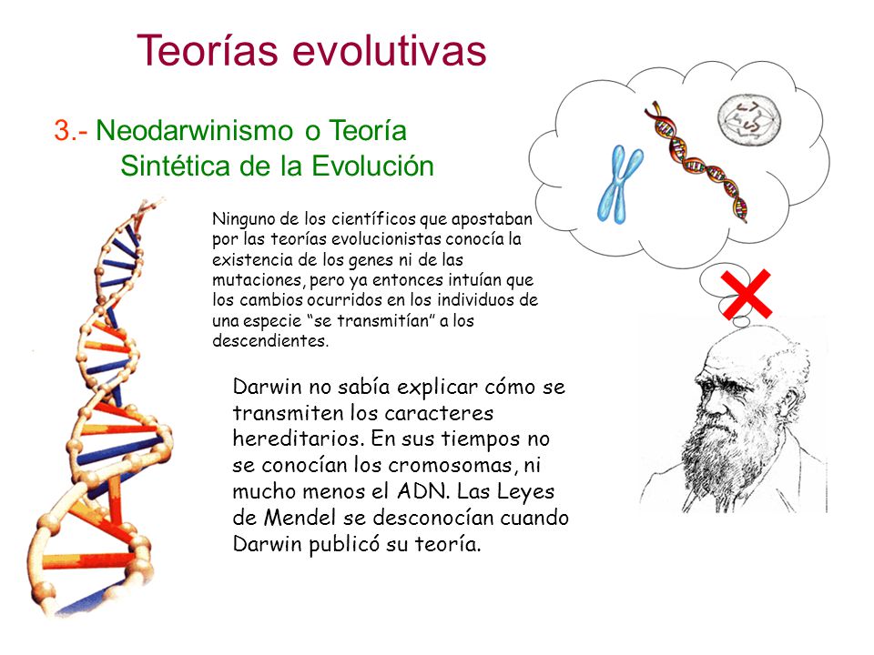 Teorías evolutivas 3.- Neodarwinismo o Teoría …….Sintética de la Evolución.