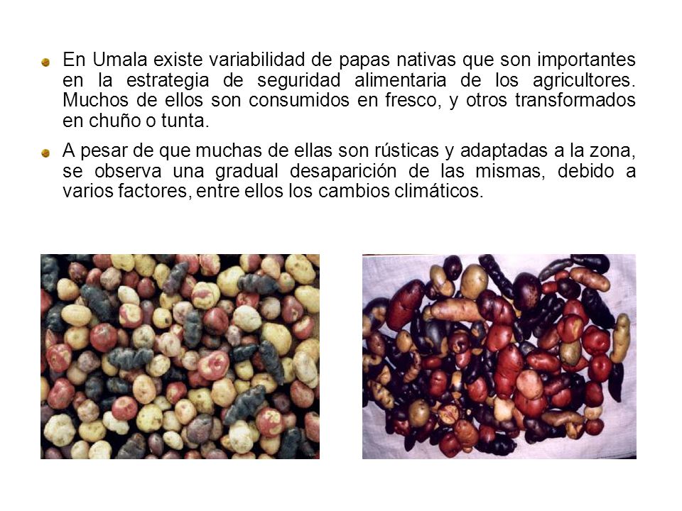 En Umala existe variabilidad de papas nativas que son importantes en la estrategia de seguridad alimentaria de los agricultores. Muchos de ellos son consumidos en fresco, y otros transformados en chuño o tunta.
