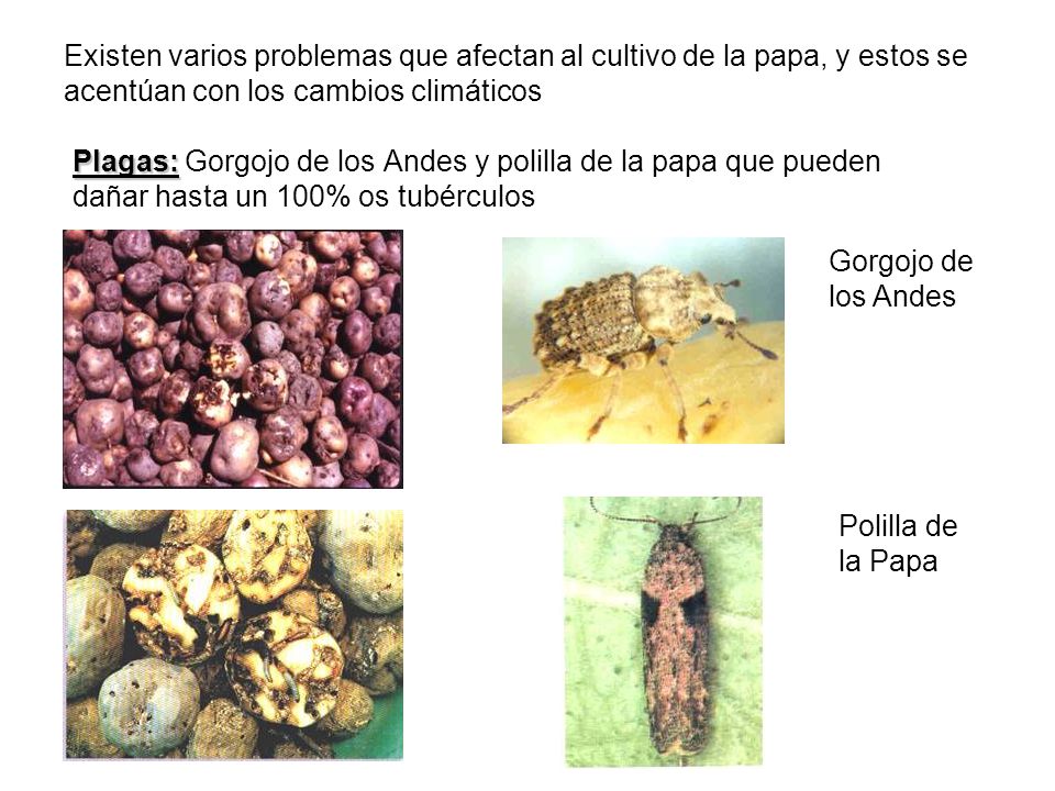 Existen varios problemas que afectan al cultivo de la papa, y estos se acentúan con los cambios climáticos