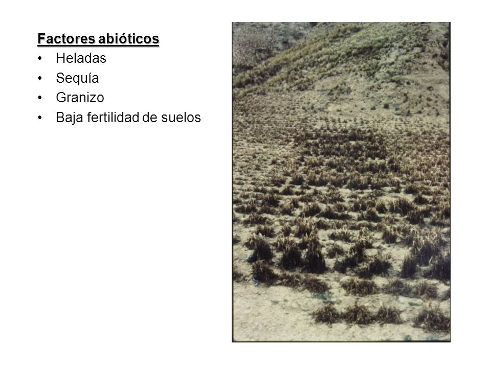 Factores abióticos Heladas Sequía Granizo Baja fertilidad de suelos