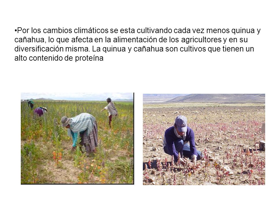 Por los cambios climáticos se esta cultivando cada vez menos quinua y cañahua, lo que afecta en la alimentación de los agricultores y en su diversificación misma.