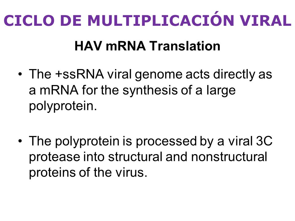 CICLO DE MULTIPLICACIÓN VIRAL