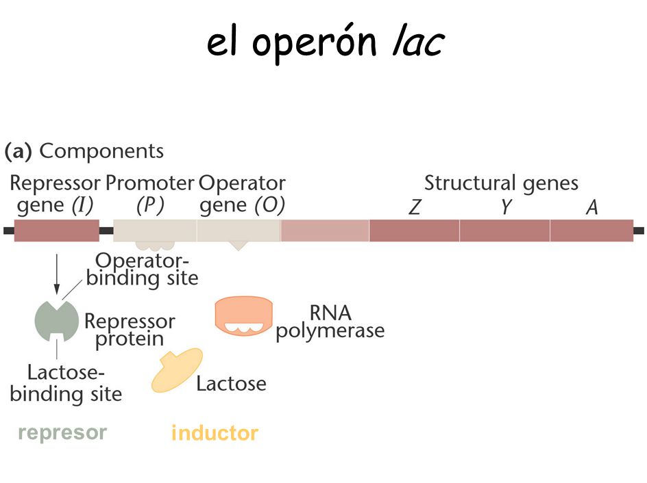 el operón lac represor inductor Figure: 16-05a Title: