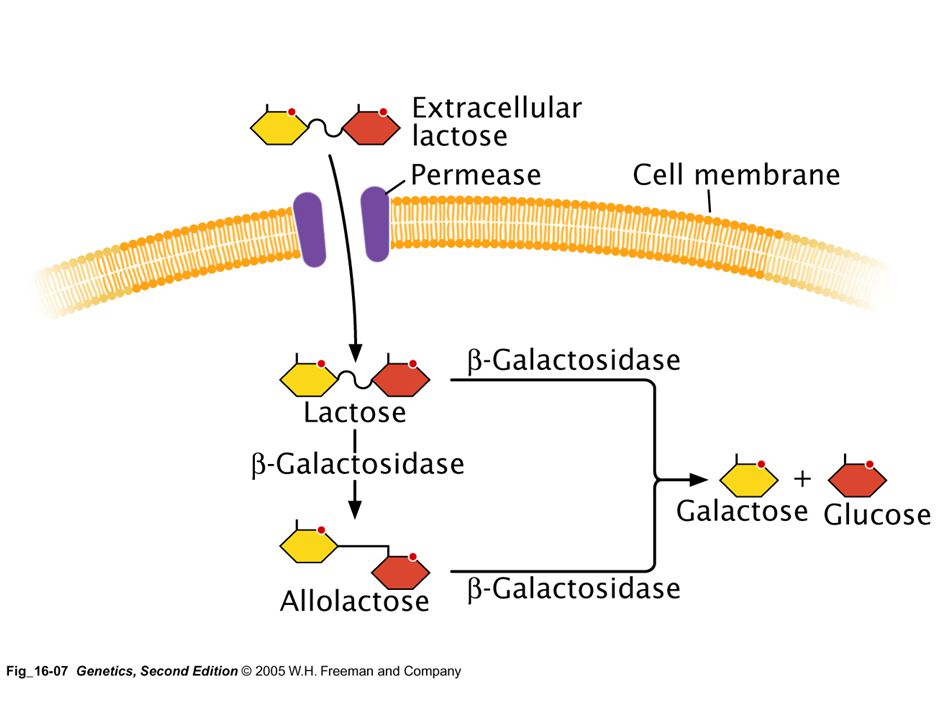 La lactosa, hidrato de carbono de la leche, está formado por galactosa y glucosa