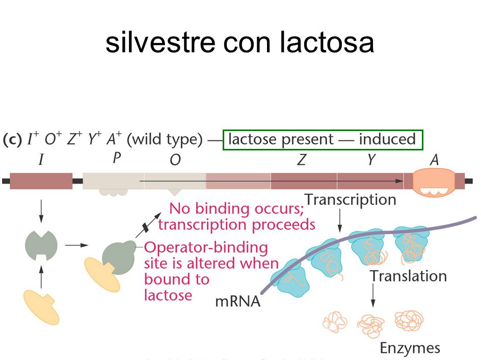 silvestre con lactosa Figure: 16-05c Title: The Wild-type lac Operon