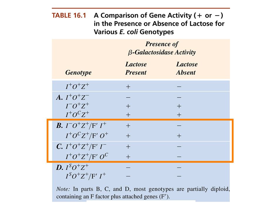 Figure: 16-T01 A Comparison of Gene Activity (+ or -) in the Presence or Absence of Lactose for Various E. coli Genotypes.