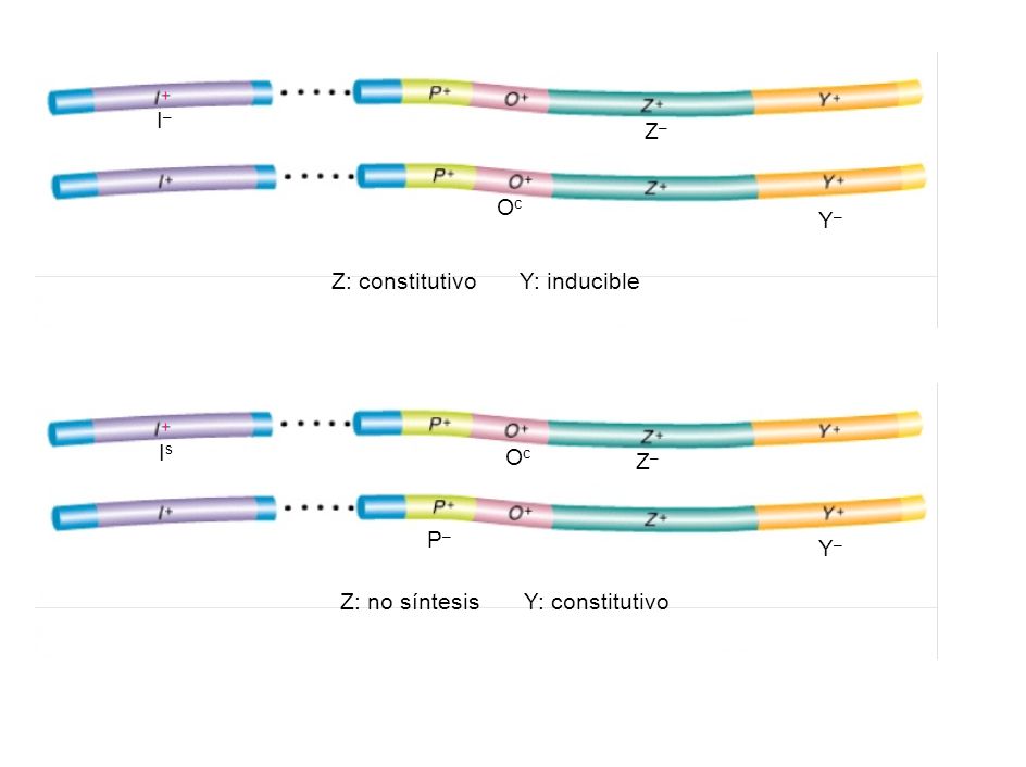 I– Z– Oc Y– Z: constitutivo Y: inducible Is Oc Z– P– Y– Z: no síntesis Y: constitutivo