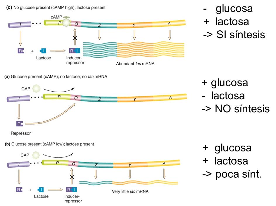 - glucosa + lactosa -> SI síntesis + glucosa - lactosa