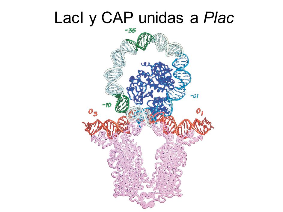 LacI y CAP unidas a Plac Figure: 16-10c Models of the lac Repressor