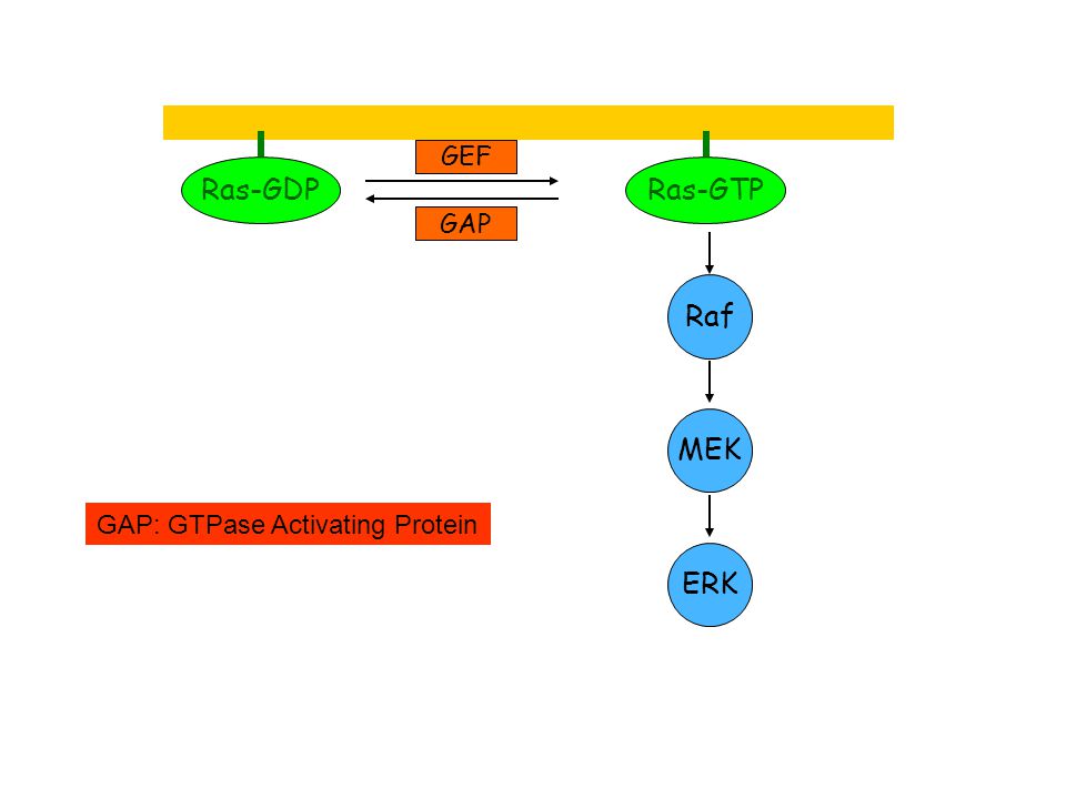 Ras-GDP Ras-GTP GEF GAP Raf MEK ERK GAP: GTPase Activating Protein