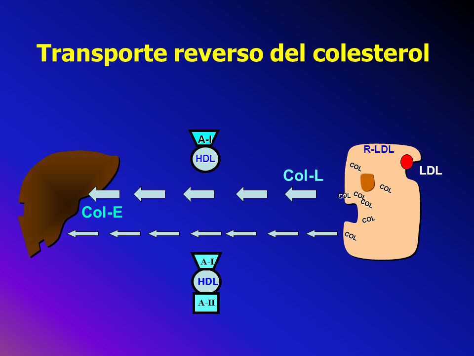 Transporte reverso del colesterol