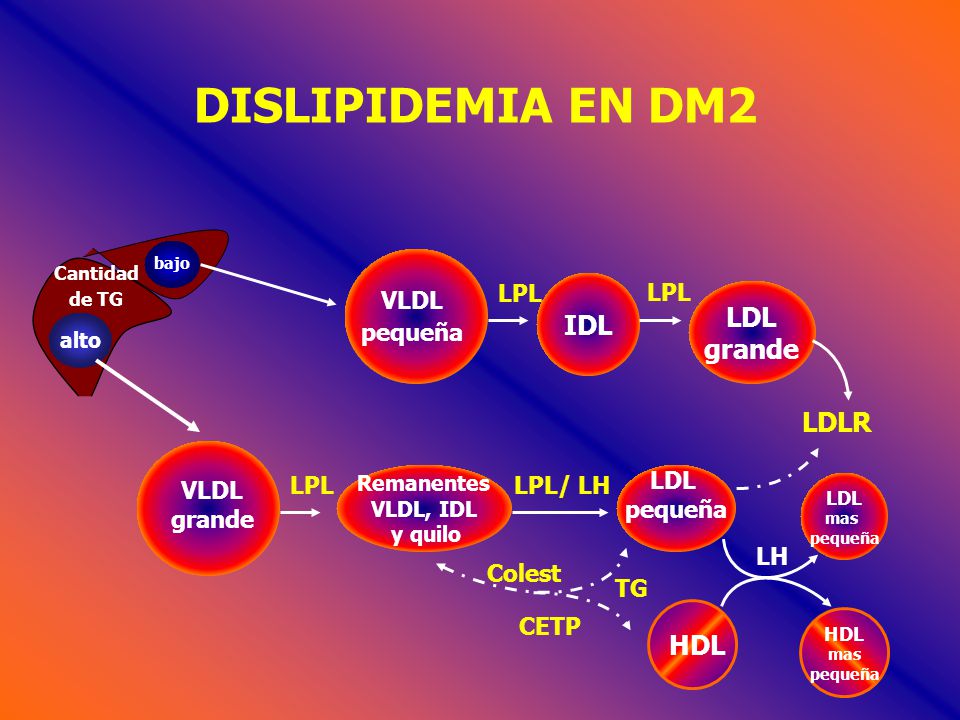 DISLIPIDEMIA EN DM2 IDL LDL grande LDLR HDL VLDL pequeña LPL LPL