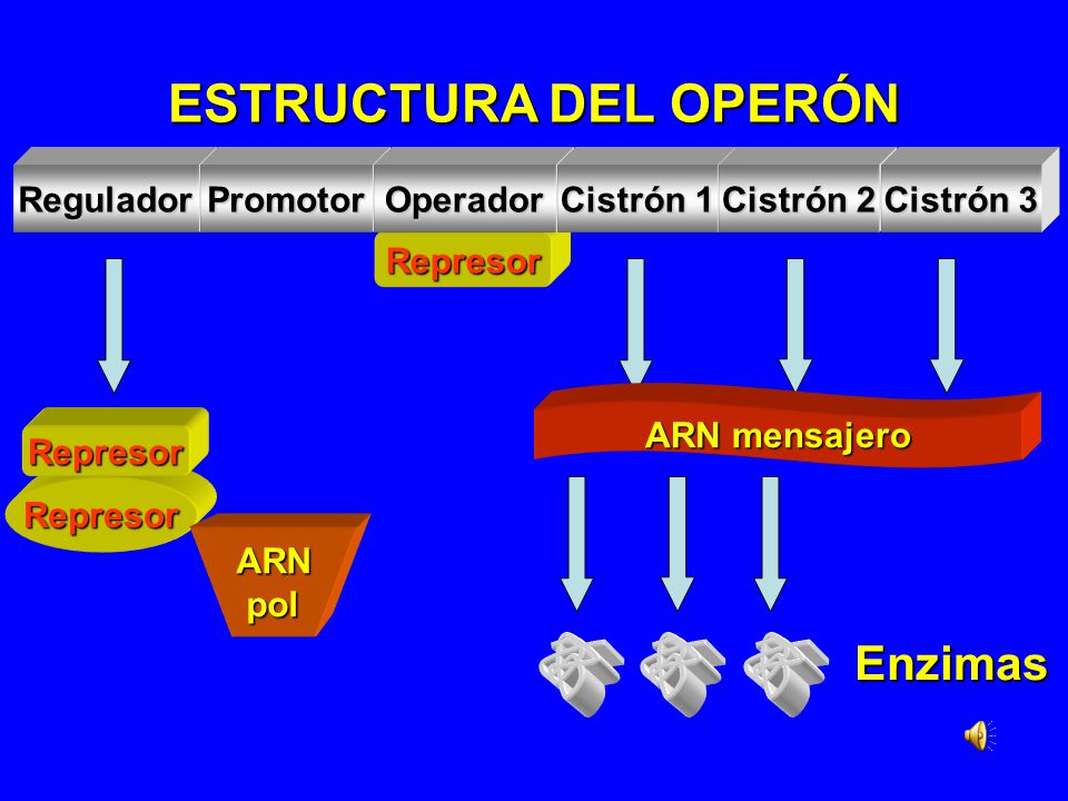 ESTRUCTURA DEL OPERÓN Enzimas Regulador Promotor Operador Cistrón 1