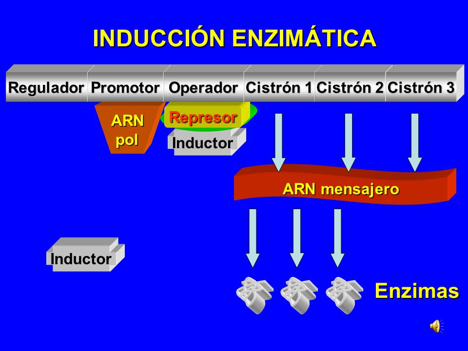 INDUCCIÓN ENZIMÁTICA Enzimas Regulador Promotor Operador Cistrón 1