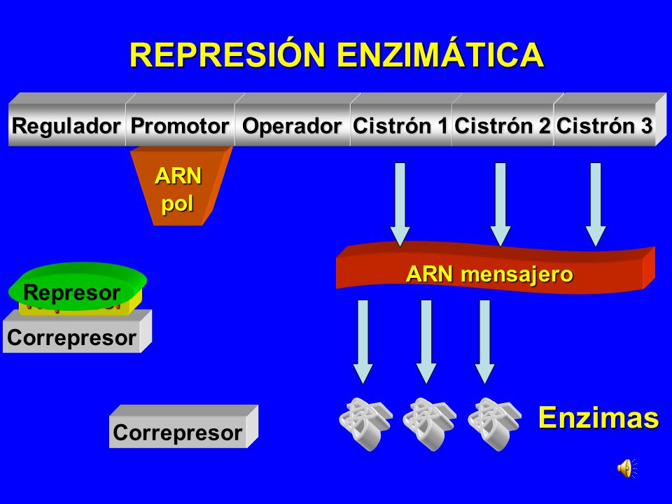 REPRESIÓN ENZIMÁTICA Enzimas Regulador Promotor Operador Cistrón 1