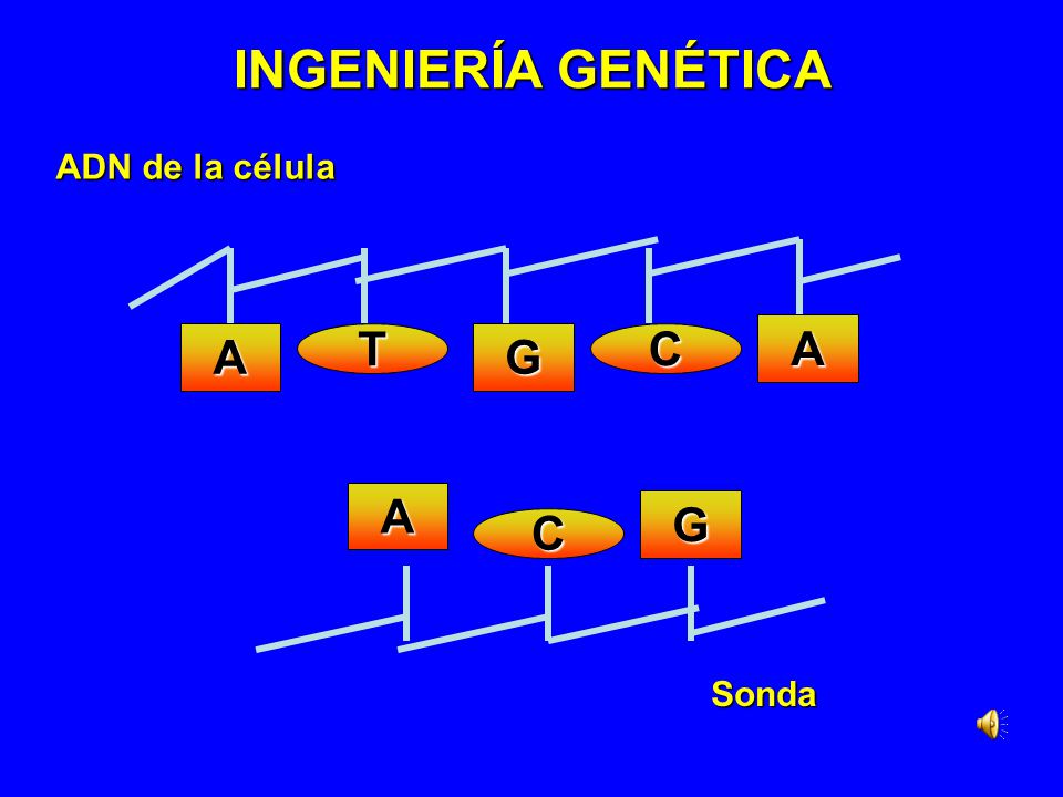 INGENIERÍA GENÉTICA A T G C A C G ADN de la célula Sonda